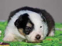 puppies