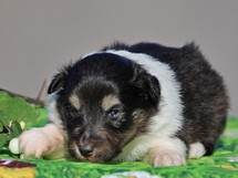 puppies