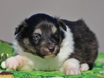 puppies