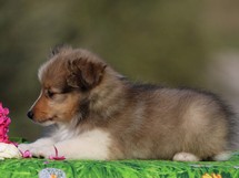 puppies