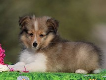 puppies