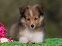 puppies