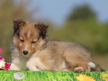 puppies