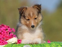 puppies