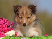 puppies