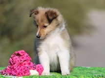 puppies