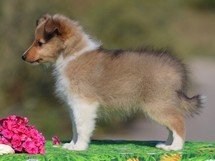 puppies