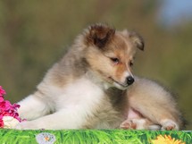 puppies
