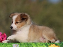 puppies