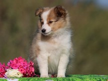 puppies