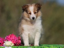 puppies