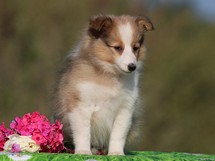 puppies