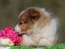 puppies