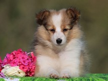 puppies