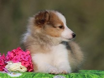 puppies