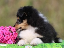 puppies