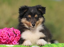 puppies