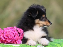 puppies
