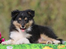 puppies