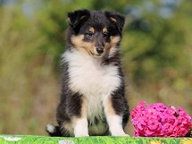 puppies