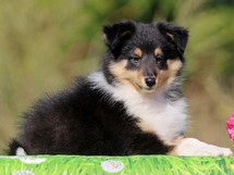 puppies