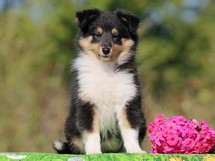 puppies