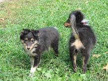 puppies