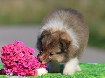 puppies