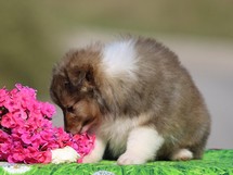 puppies