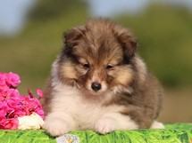 puppies