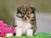 puppies