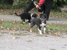 puppies