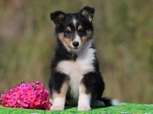 puppies