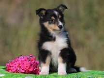 puppies