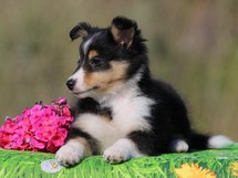 puppies