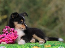 puppies