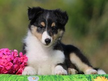 puppies