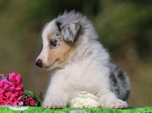 puppies