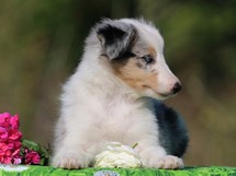 puppies