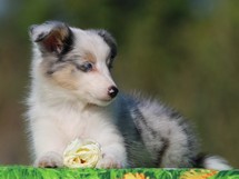 puppies