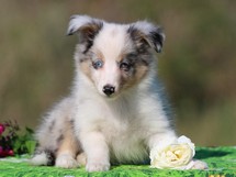 puppies