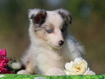 puppies