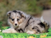 puppies