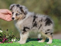 puppies