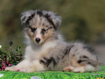 puppies