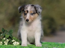 puppies