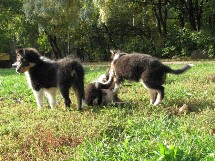 puppies