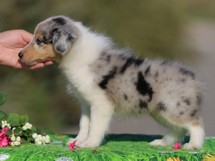 puppies