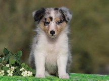 puppies