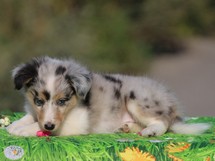 puppies